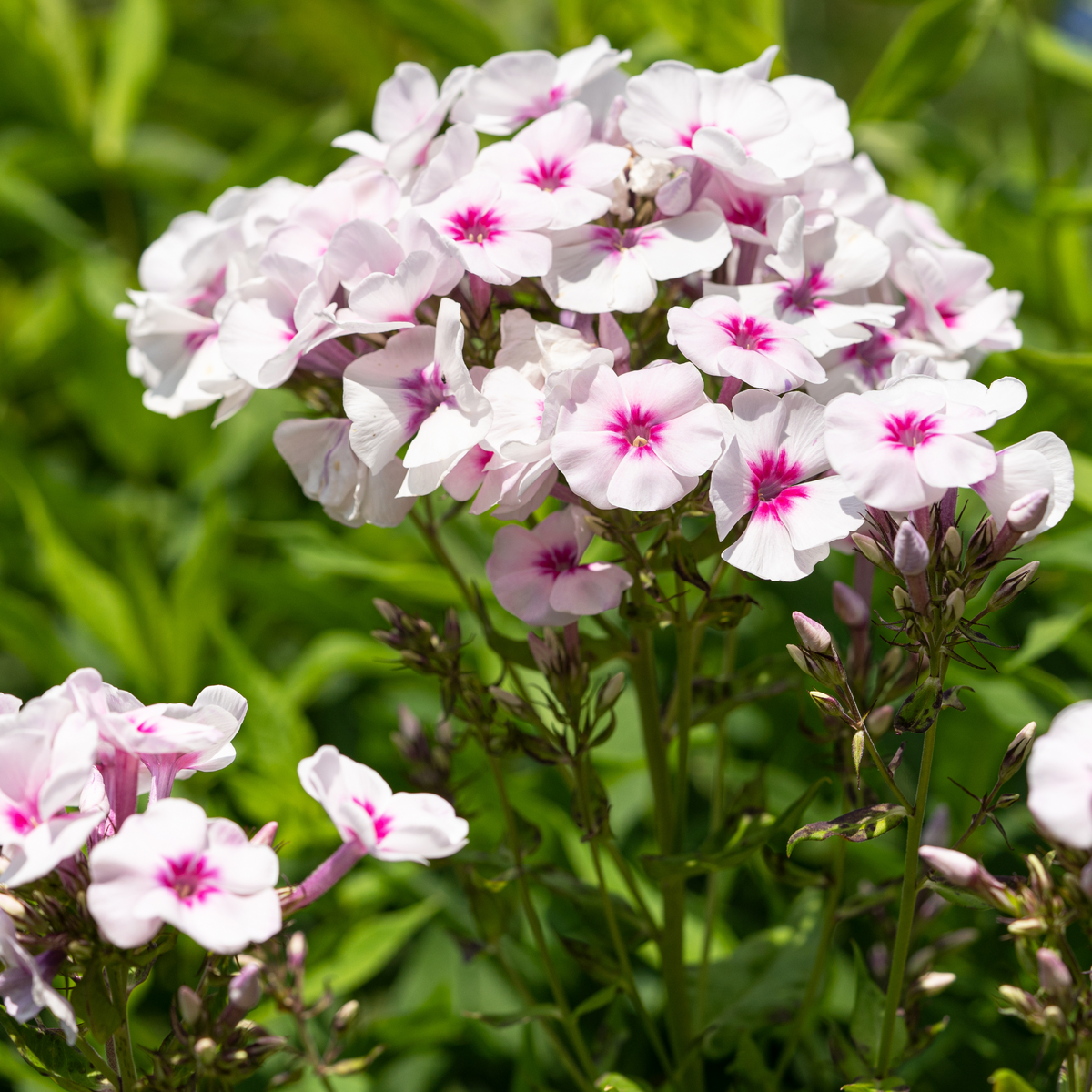 Flame White Eye Phlox Seeds - Cold Resistant, 25+ seeds