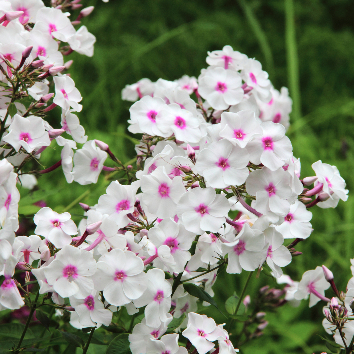25+ Seeds| Flame White Eye Phlox Seeds - Cold Resistant - Drought Resistant - Evergreen - Potted - Plant in early Spring/Fall - #88
