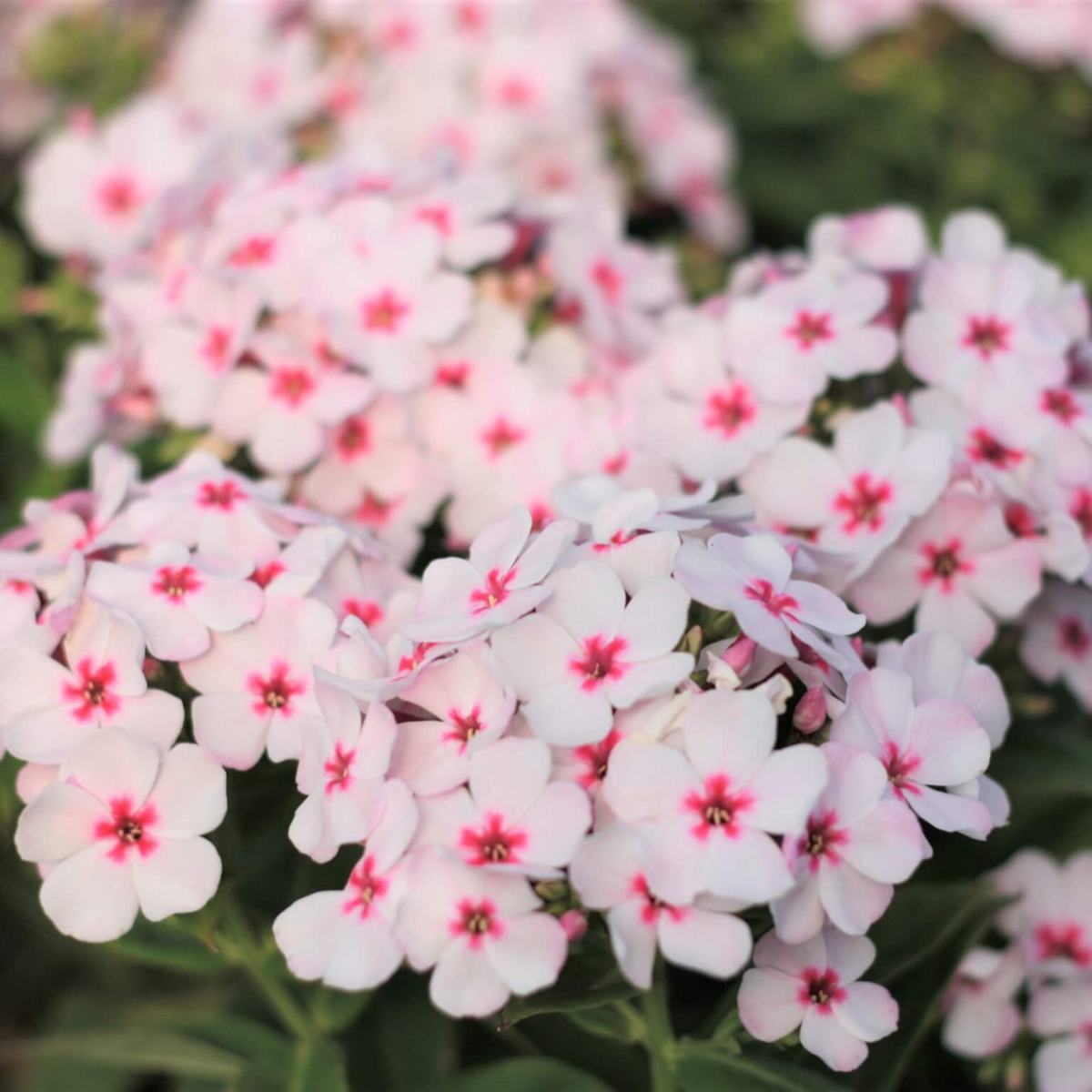 25+ Seeds| Flame White Eye Phlox Seeds - Cold Resistant - Drought Resistant - Evergreen - Potted - Plant in early Spring/Fall - #88