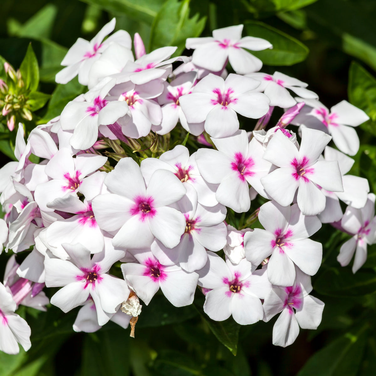Flame White Eye Phlox Seeds - Cold Resistant, 25+ seeds