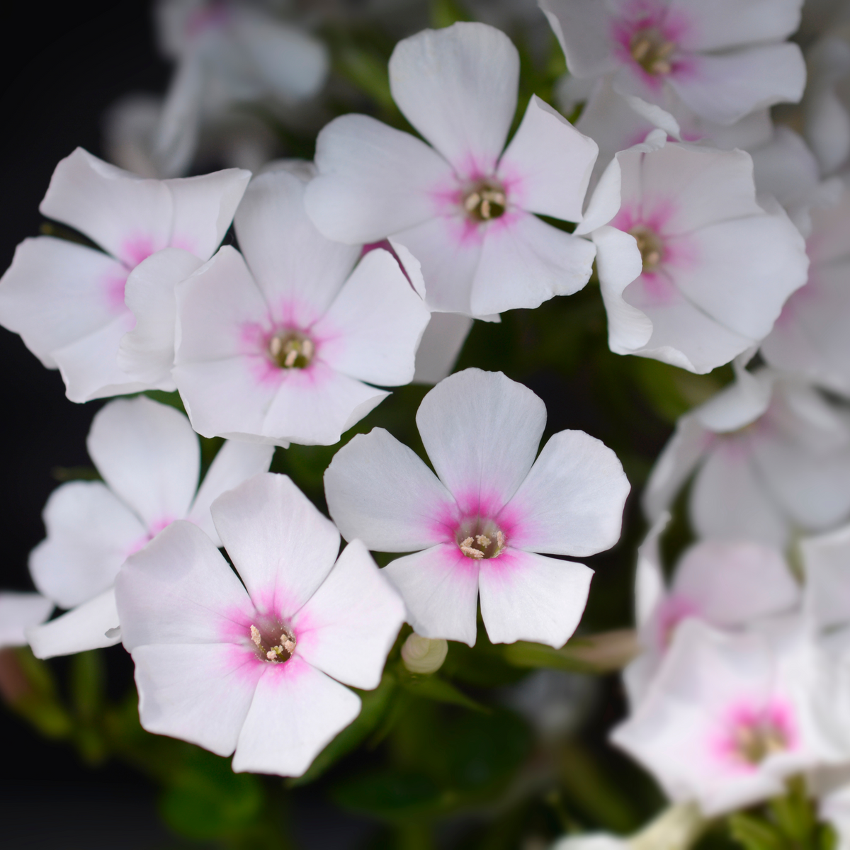 25+ Seeds| Flame White Eye Phlox Seeds - Cold Resistant - Drought Resistant - Evergreen - Potted - Plant in early Spring/Fall - #88