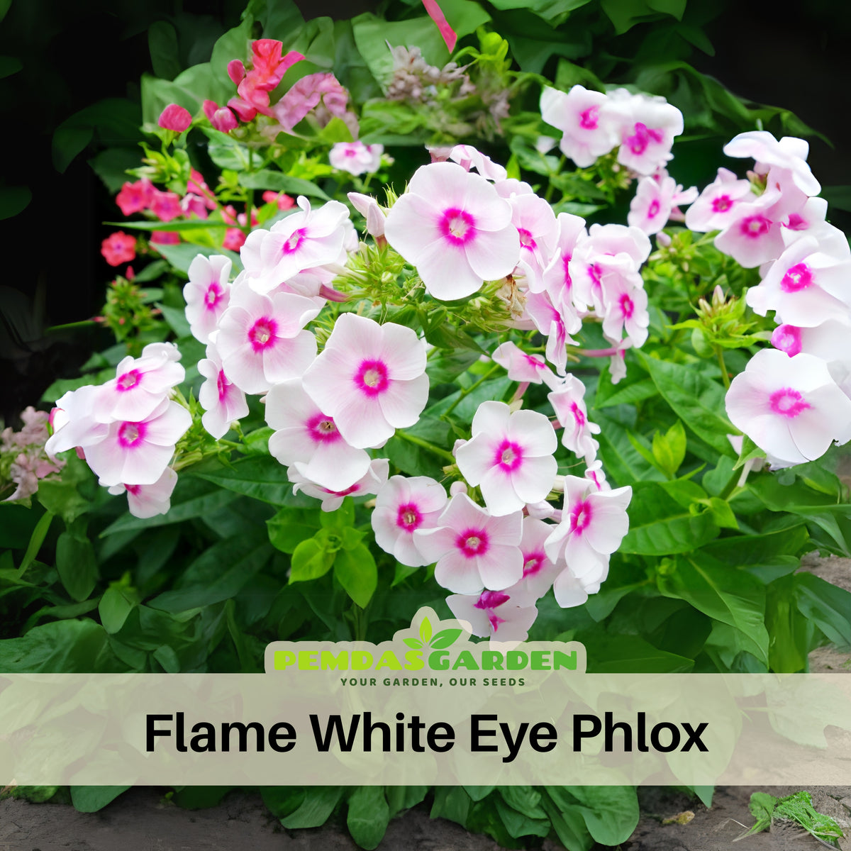 Flame White Eye Phlox Seeds - Cold Resistant, 25+ seeds
