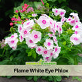 25+ Seeds| Flame White Eye Phlox Seeds - Cold Resistant - Drought Resistant - Evergreen - Potted - Plant in early Spring/Fall - #88