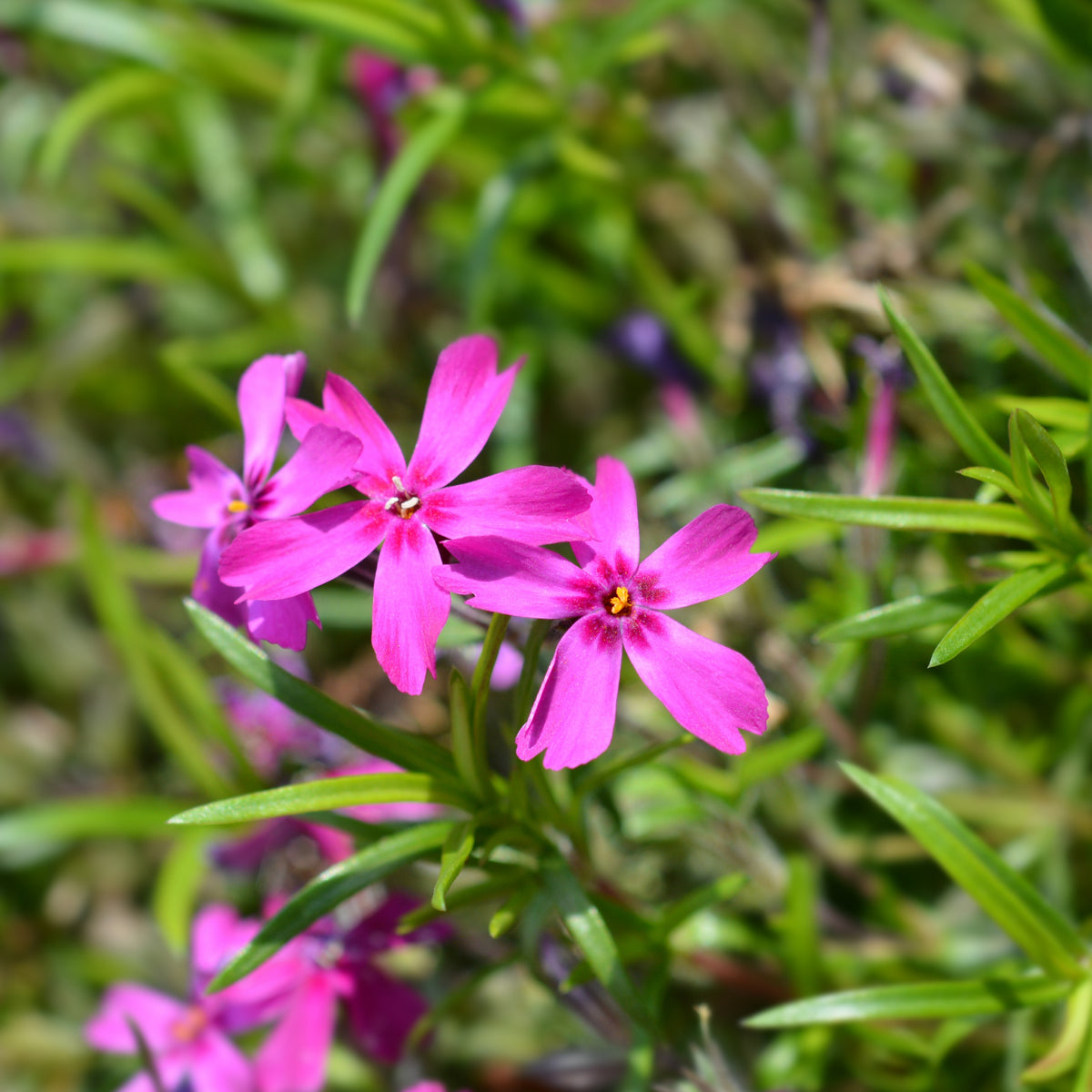 Emerald Pink Creeping Phlox Seeds - Cold Resistant, 25+ seeds
