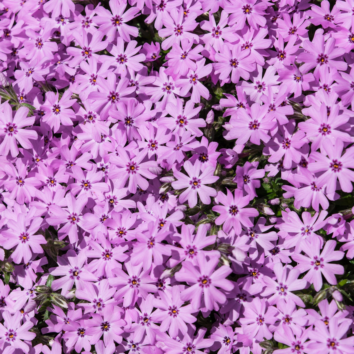 Emerald Pink Creeping Phlox Seeds - Cold Resistant, 25+ seeds