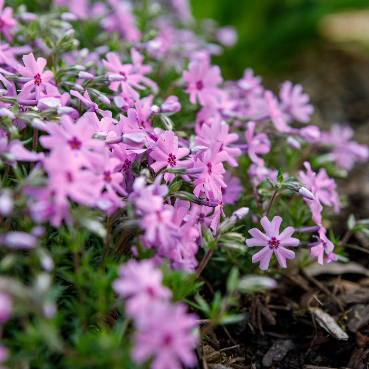 Emerald Pink Creeping Phlox Seeds - Cold Resistant, 25+ seeds