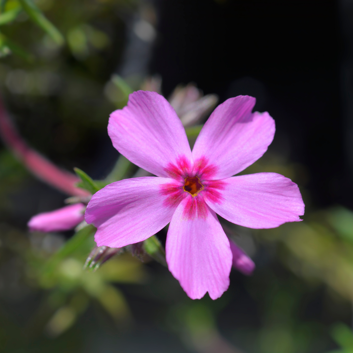 25+ Seeds| Emerald Pink Creeping Phlox Seeds - Cold Resistant - Drought Resistant - Evergreen - Potted - Plant in early Spring/Fall - #89