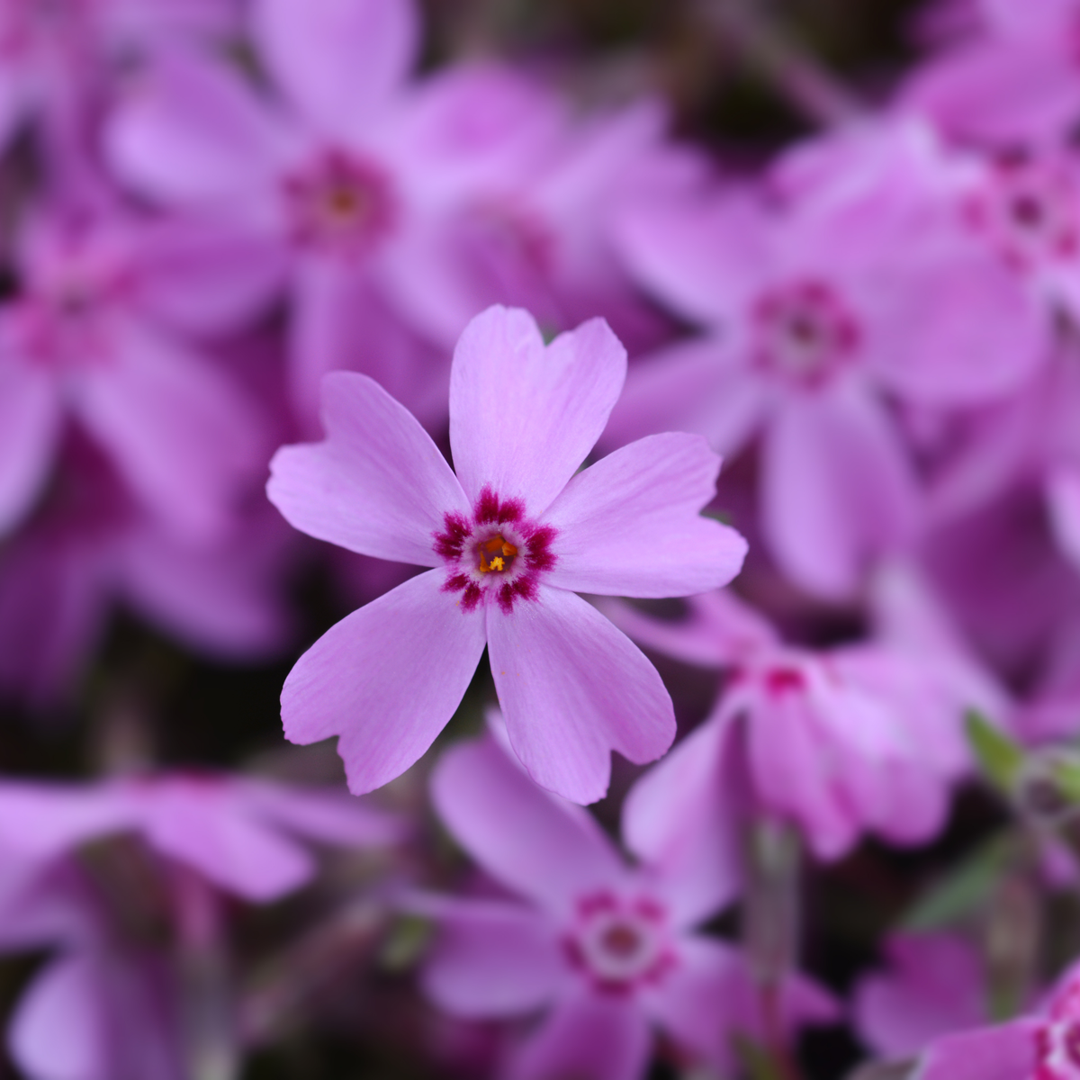 25+ Seeds| Emerald Pink Creeping Phlox Seeds - Cold Resistant - Drought Resistant - Evergreen - Potted - Plant in early Spring/Fall - #89