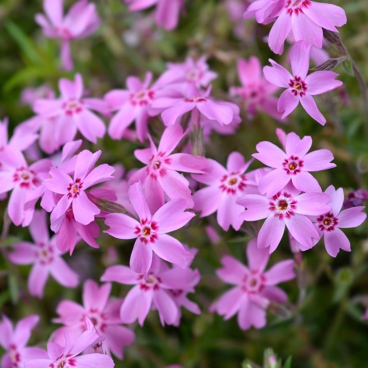 Emerald Pink Creeping Phlox Seeds - Cold Resistant, 25+ seeds