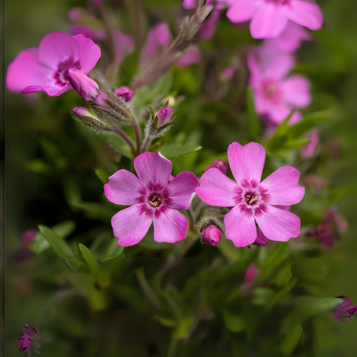 Emerald Pink Creeping Phlox Seeds - Cold Resistant, 25+ seeds