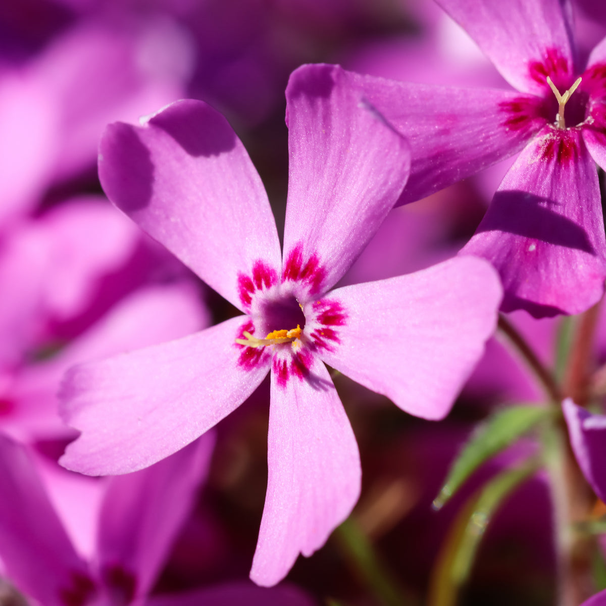 Emerald Pink Creeping Phlox Seeds - Cold Resistant, 25+ seeds