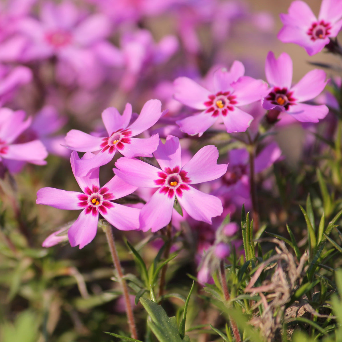 Emerald Pink Creeping Phlox Seeds - Cold Resistant, 25+ seeds