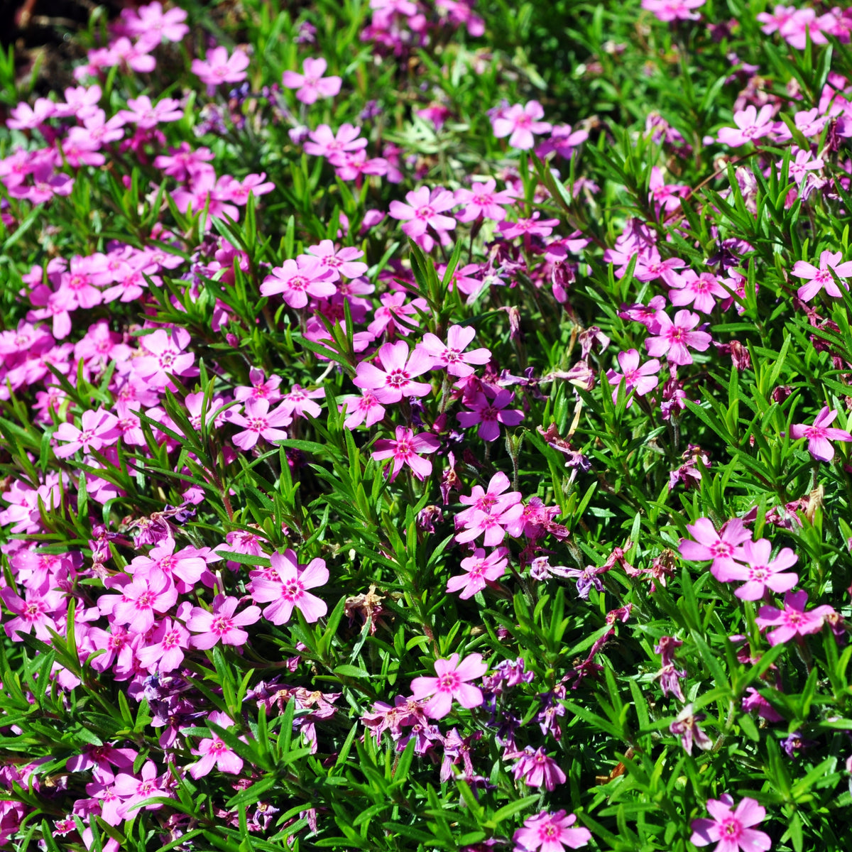 Emerald Pink Creeping Phlox Seeds - Cold Resistant, 25+ seeds