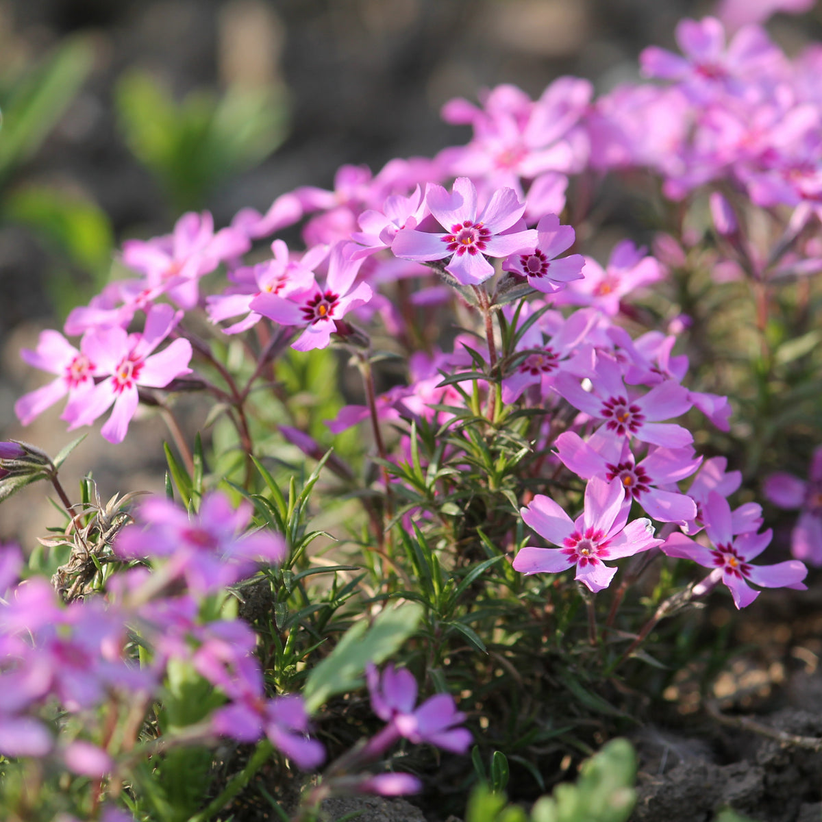 Emerald Pink Creeping Phlox Seeds - Cold Resistant, 25+ seeds