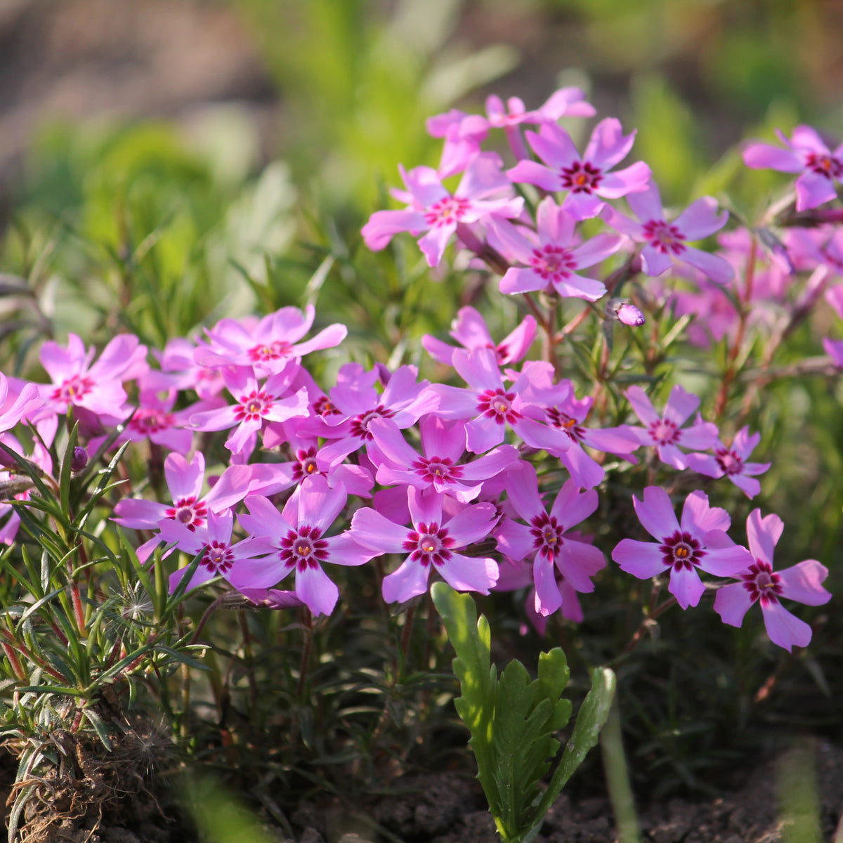 Emerald Pink Creeping Phlox Seeds - Cold Resistant, 25+ seeds