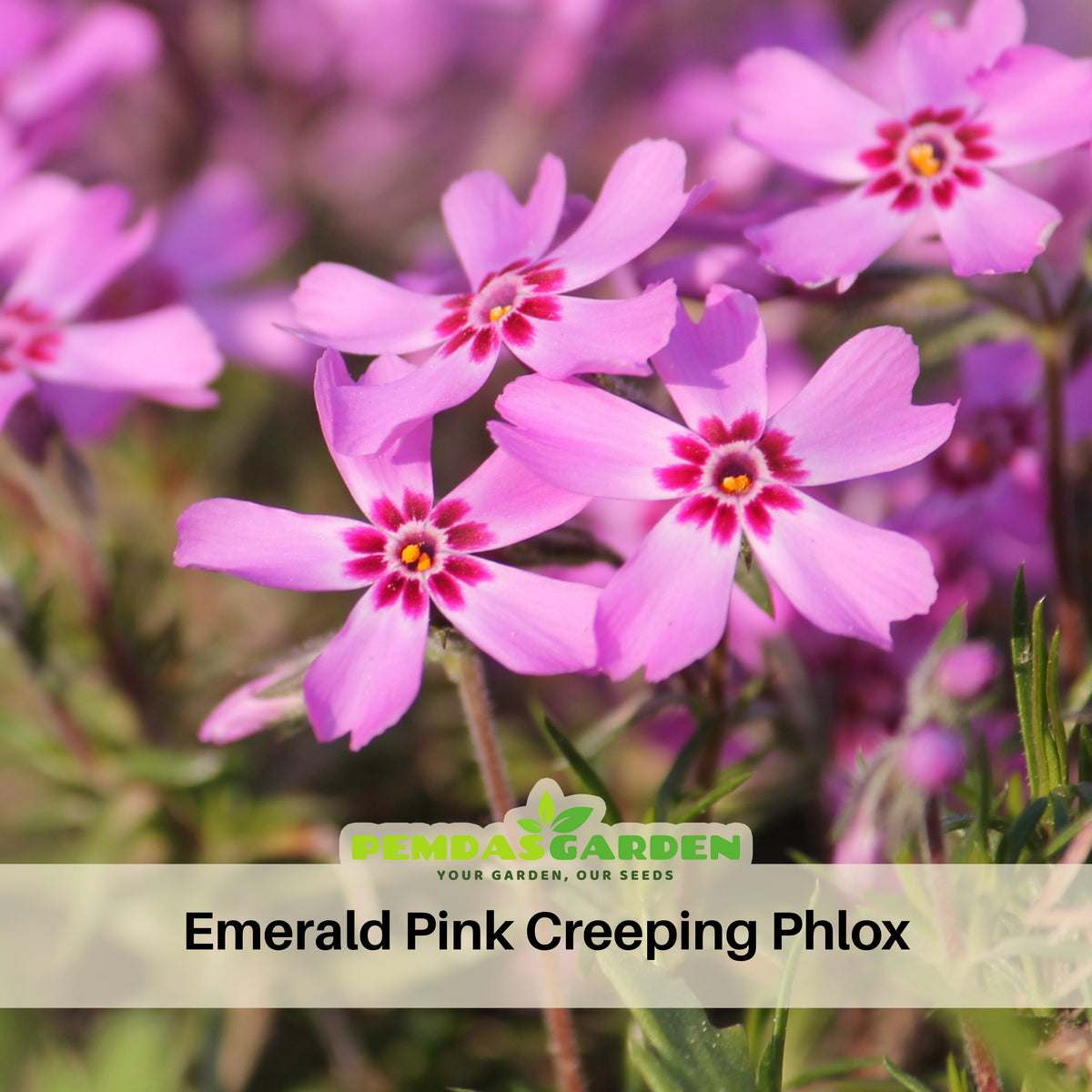 Emerald Pink Creeping Phlox Seeds - Cold Resistant, 25+ seeds