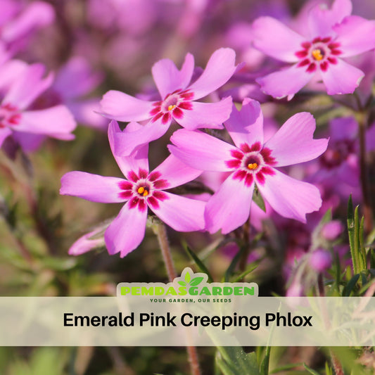 Emerald Pink Creeping Phlox Seeds - Cold Resistant, 25+ seeds