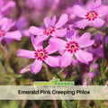 25+ Seeds| Emerald Pink Creeping Phlox Seeds - Cold Resistant - Drought Resistant - Evergreen - Potted - Plant in early Spring/Fall - #89