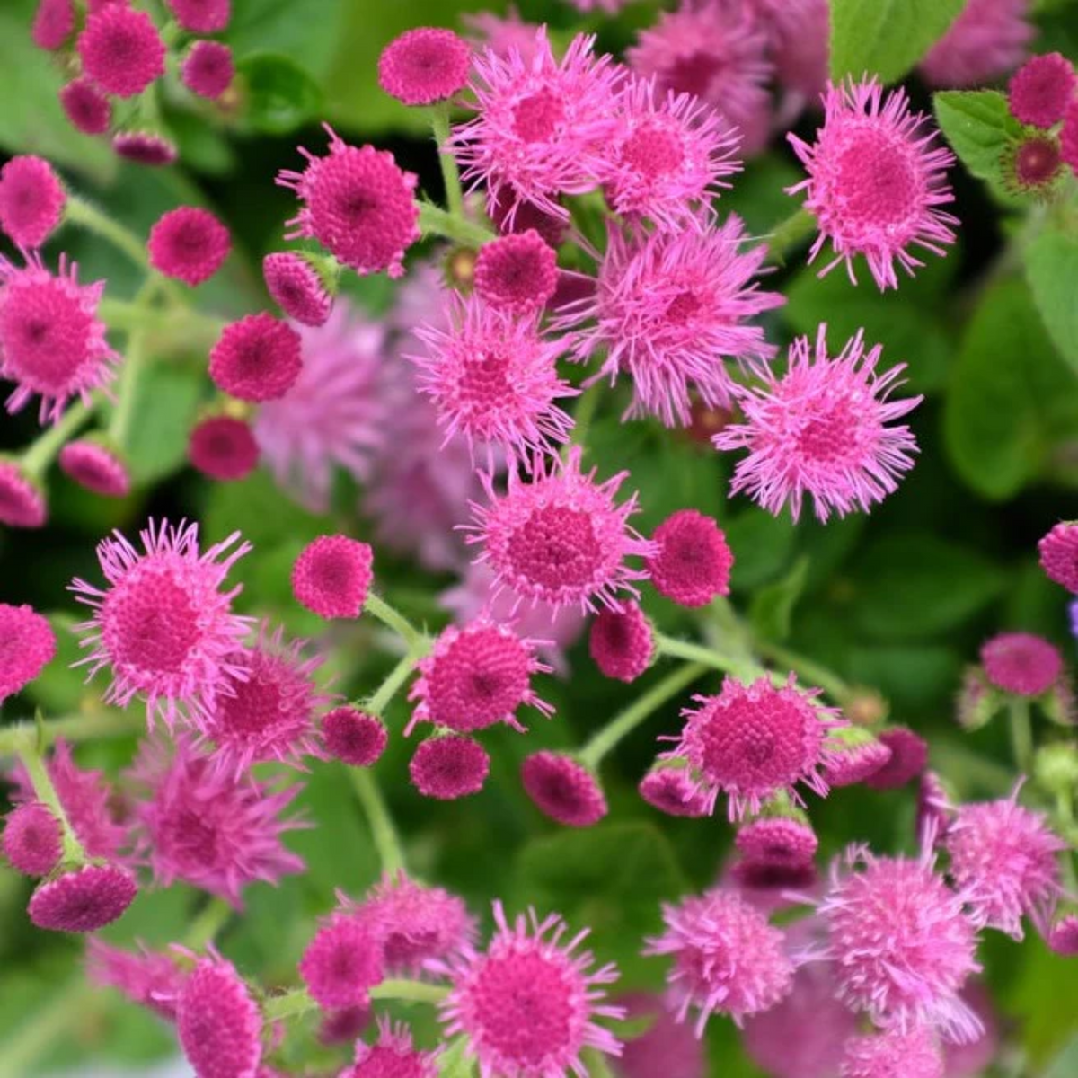 Pink Ball Ageratum Seeds - Dwarf, Potted, 30+ seeds
