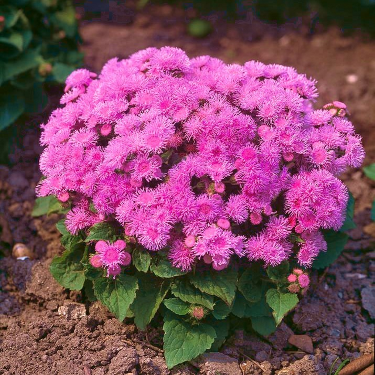 Pink Ball Ageratum Seeds - Dwarf, Potted, 30+ seeds