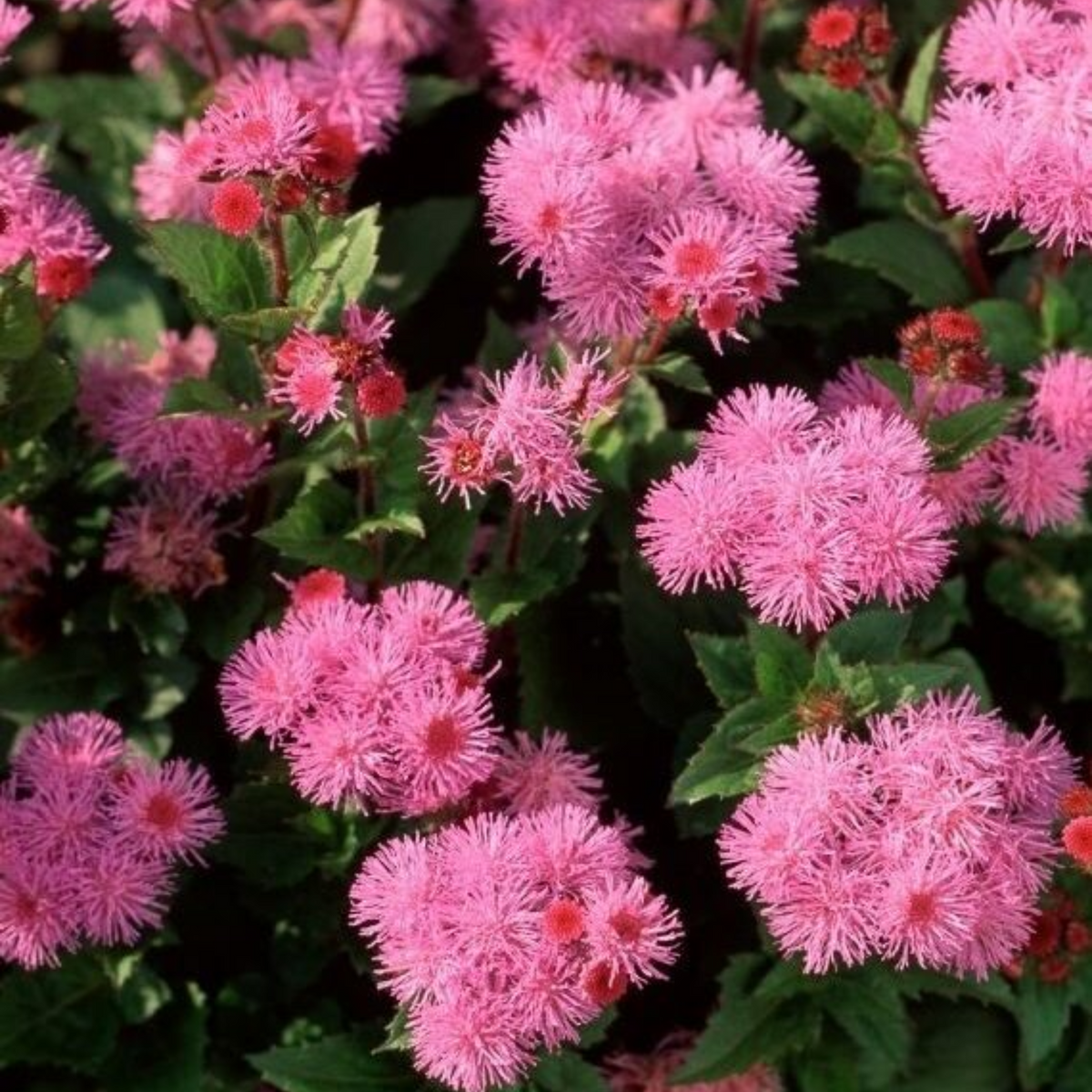 Pink Ball Ageratum Seeds - Dwarf, Potted, 30+ seeds