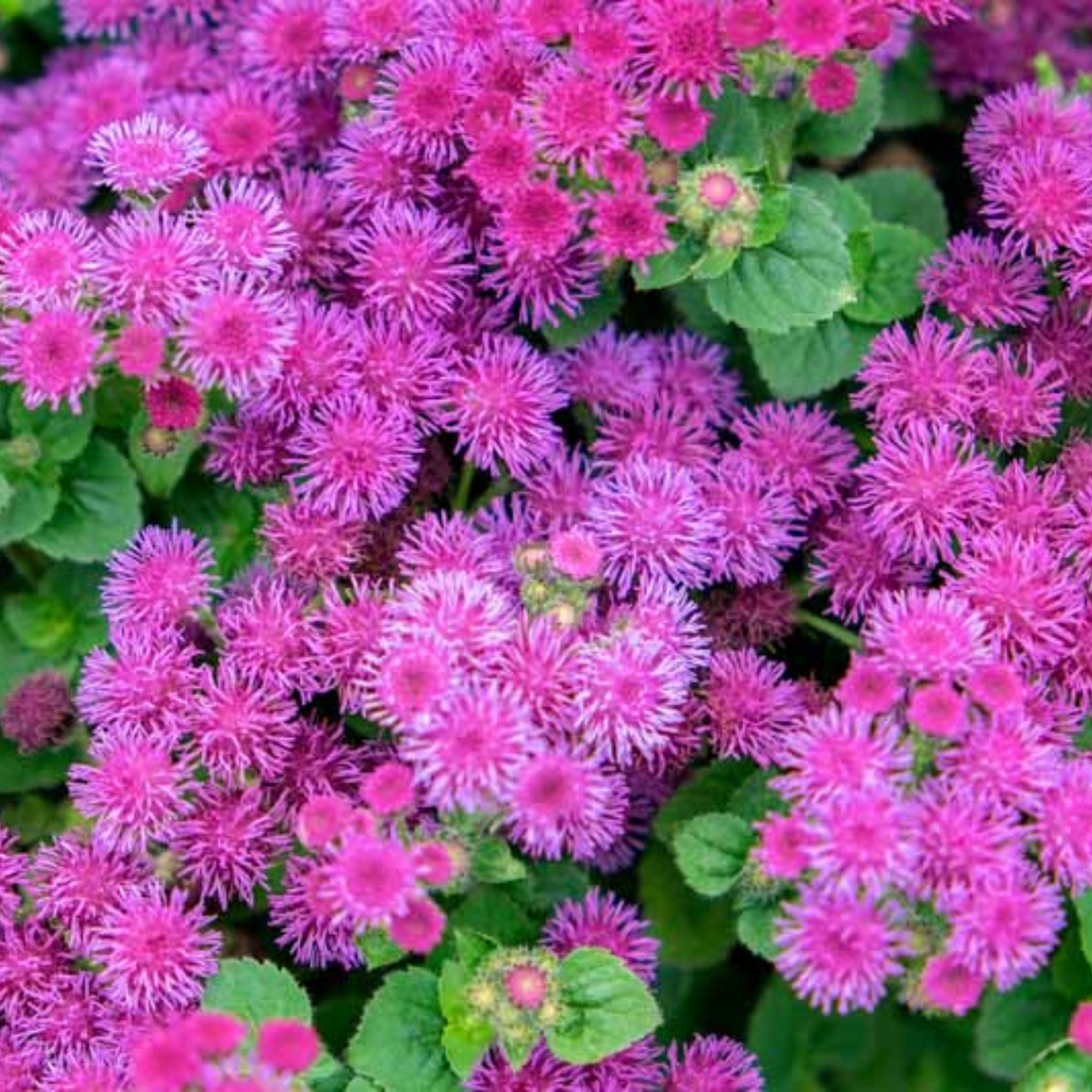 Pink Ball Ageratum Seeds - Dwarf, Potted, 30+ seeds