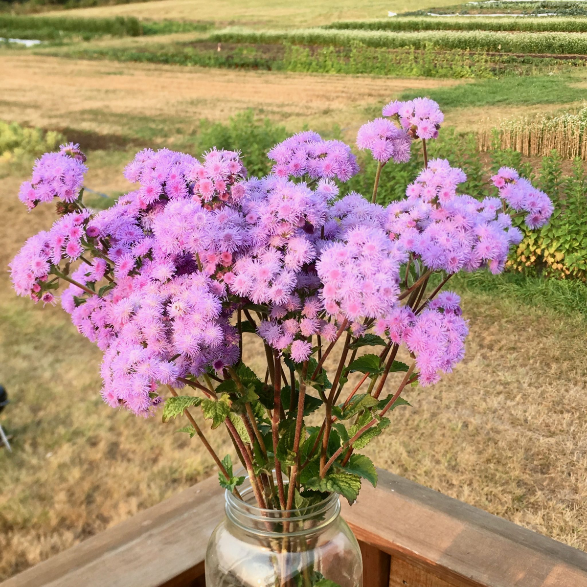Pink Ball Ageratum Seeds - Dwarf, Potted, 30+ seeds