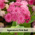 30+ Seeds| Pink Ball Ageratum Seeds - Dwarf - Fast Growing - Potted - Open-Pollinating - Blooming in Spring to Fall - #9