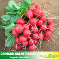100+ Seeds| Red Crimson Giant Radish Seeds – Heirloom, Non-GMO, Large Red Roots, Mild Flavor, Crisp Texture, Easy to Grow, Quick Harvest Spring & Fall Garden Vegetable, Perfect for Salads, Pickling, and Fresh Eating#7020