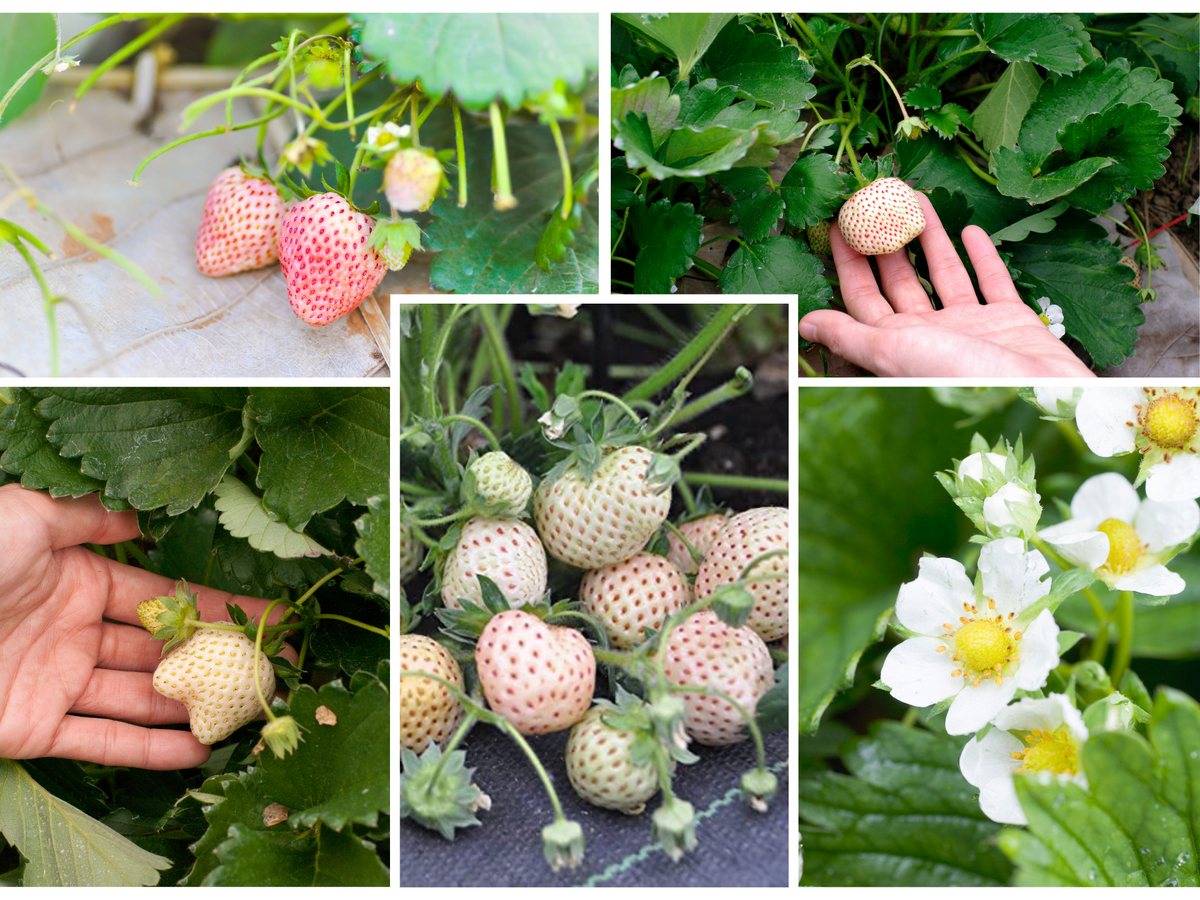 110 seeds| White strawberry Seeds #5007