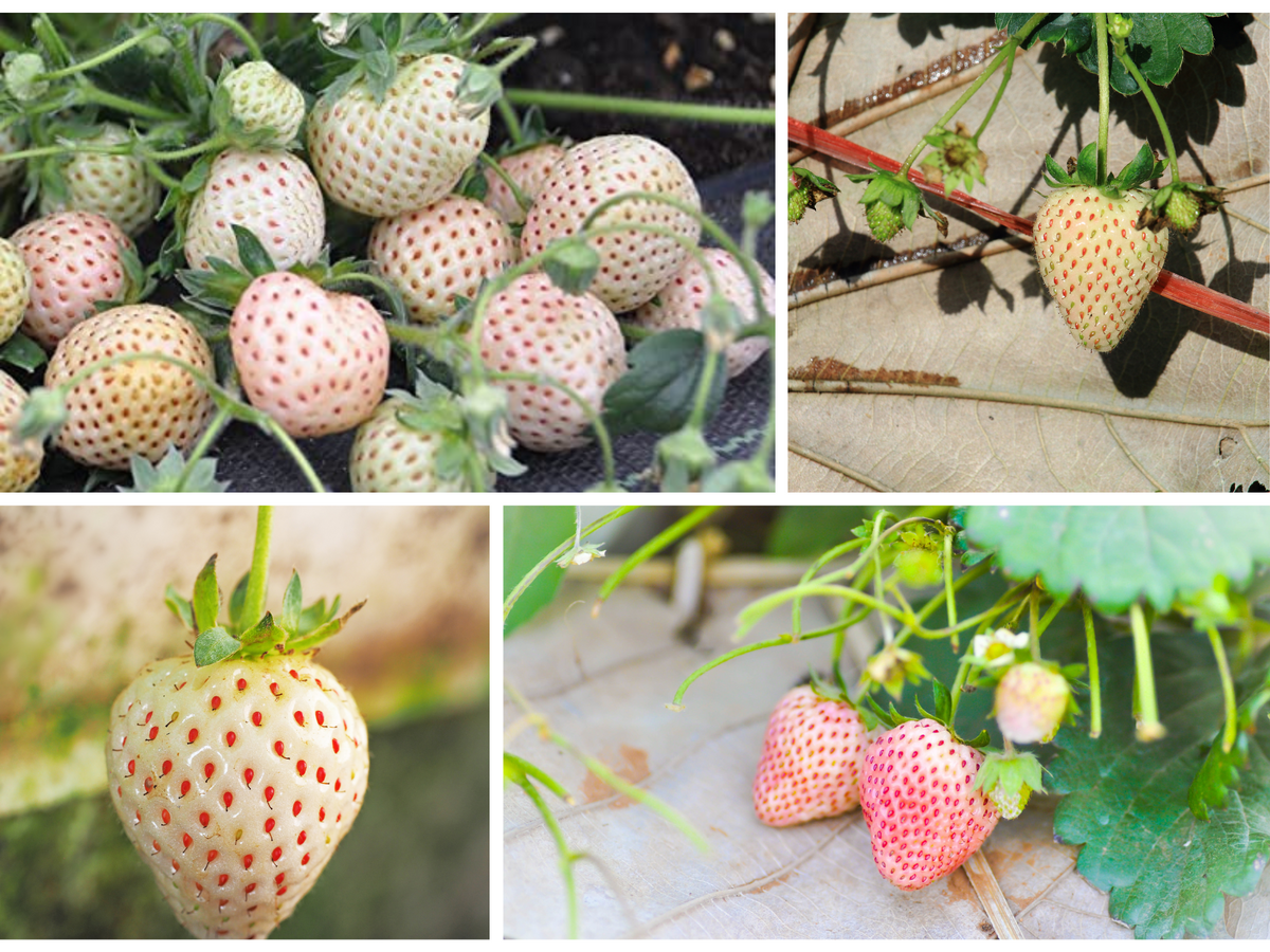 110 seeds| White strawberry Seeds #5007