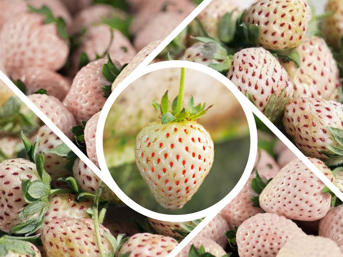 110 seeds| White strawberry Seeds #5007