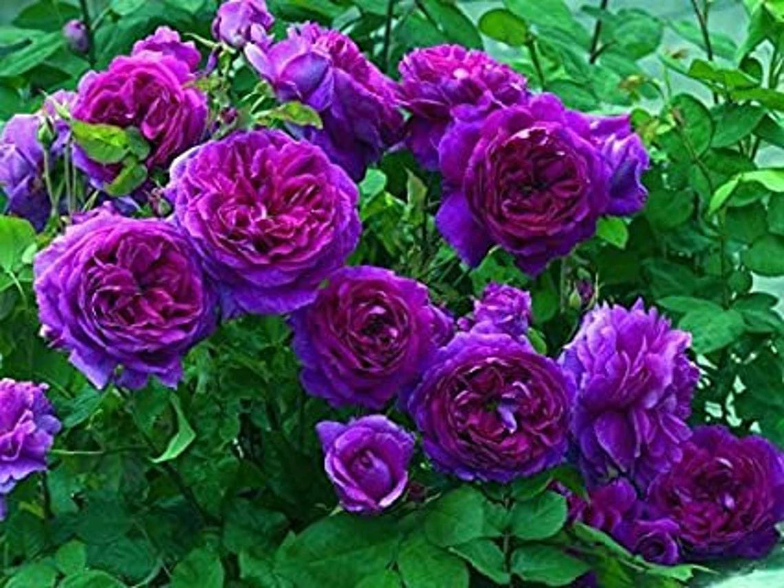 Purple Climbing Rose Seed, 30 seeds