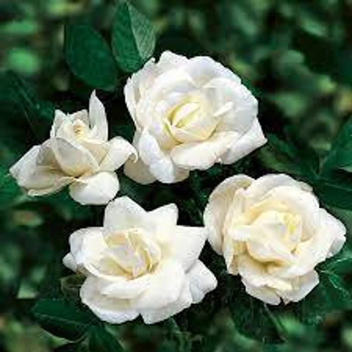 White Climbing Rose Seeds, 30 seeds