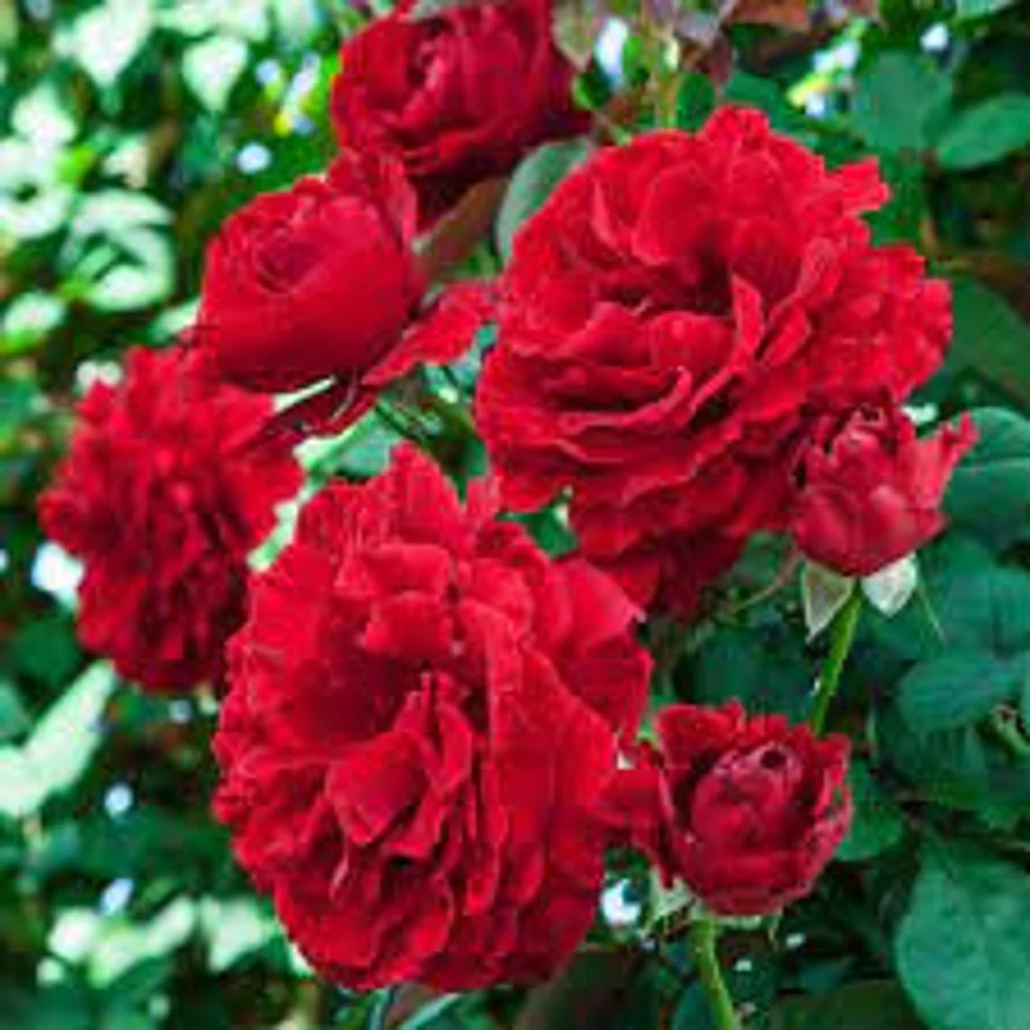 30 Rare seed | Red Climbing Rose Seed Flower