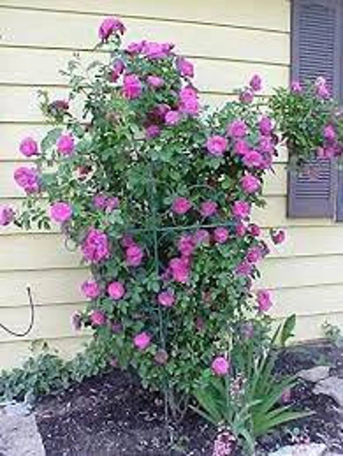Purple Climbing Rose Seed, 30 seeds