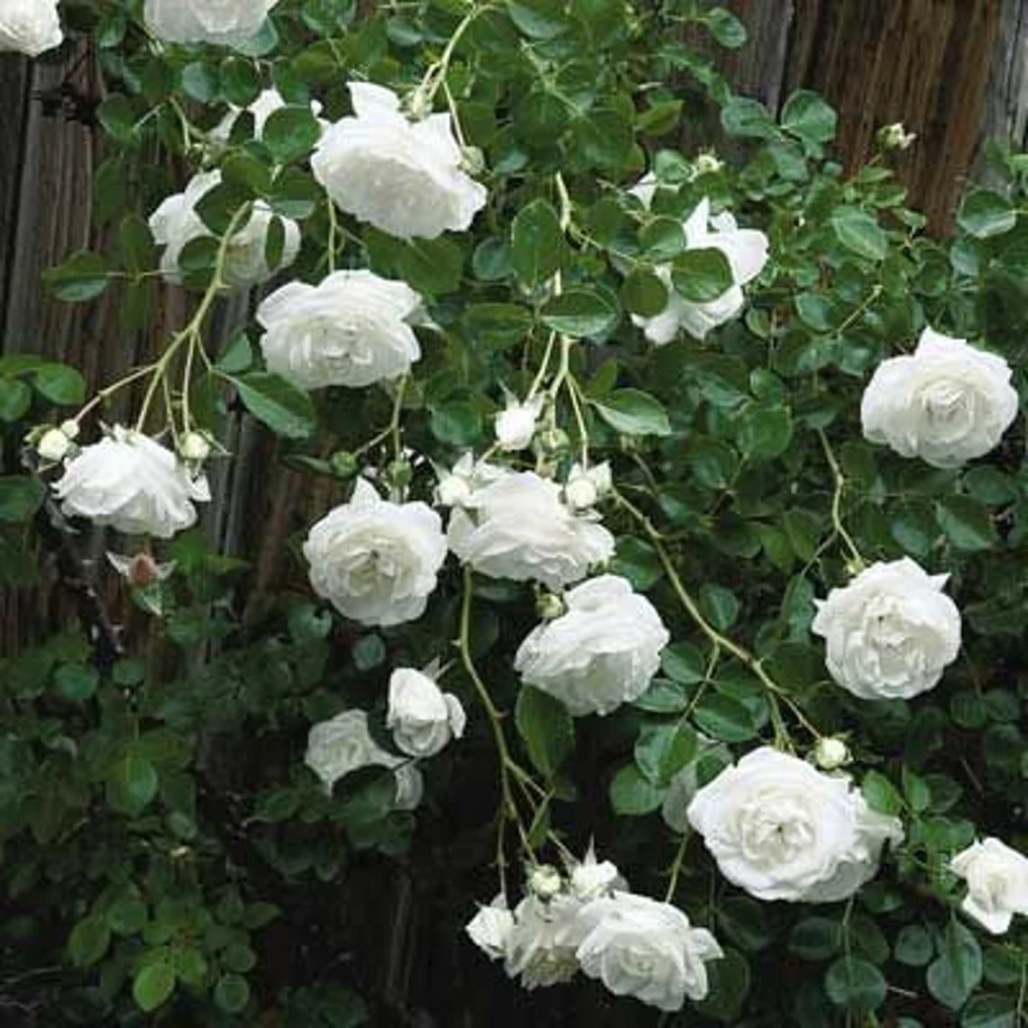 White Climbing Rose Seeds, 30 seeds