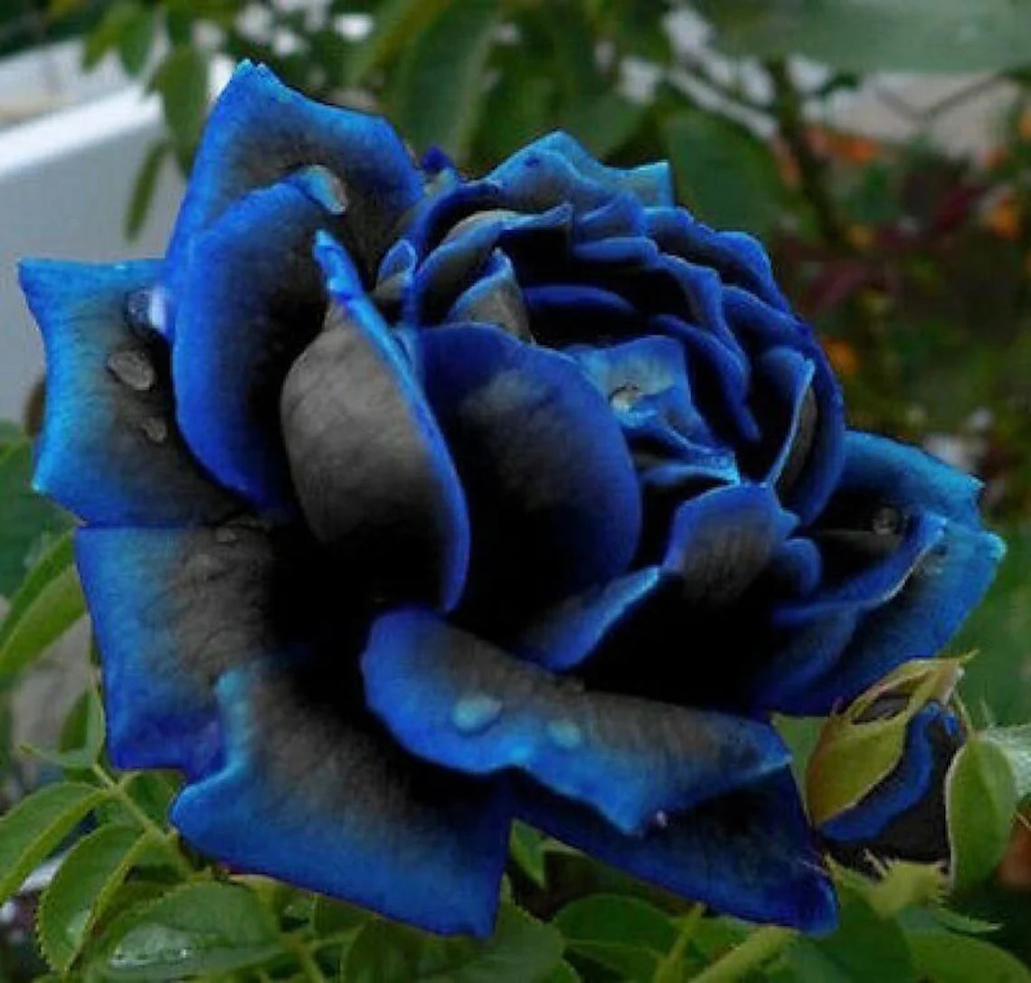 Midnight Supreme Rose Seed, 30 seeds