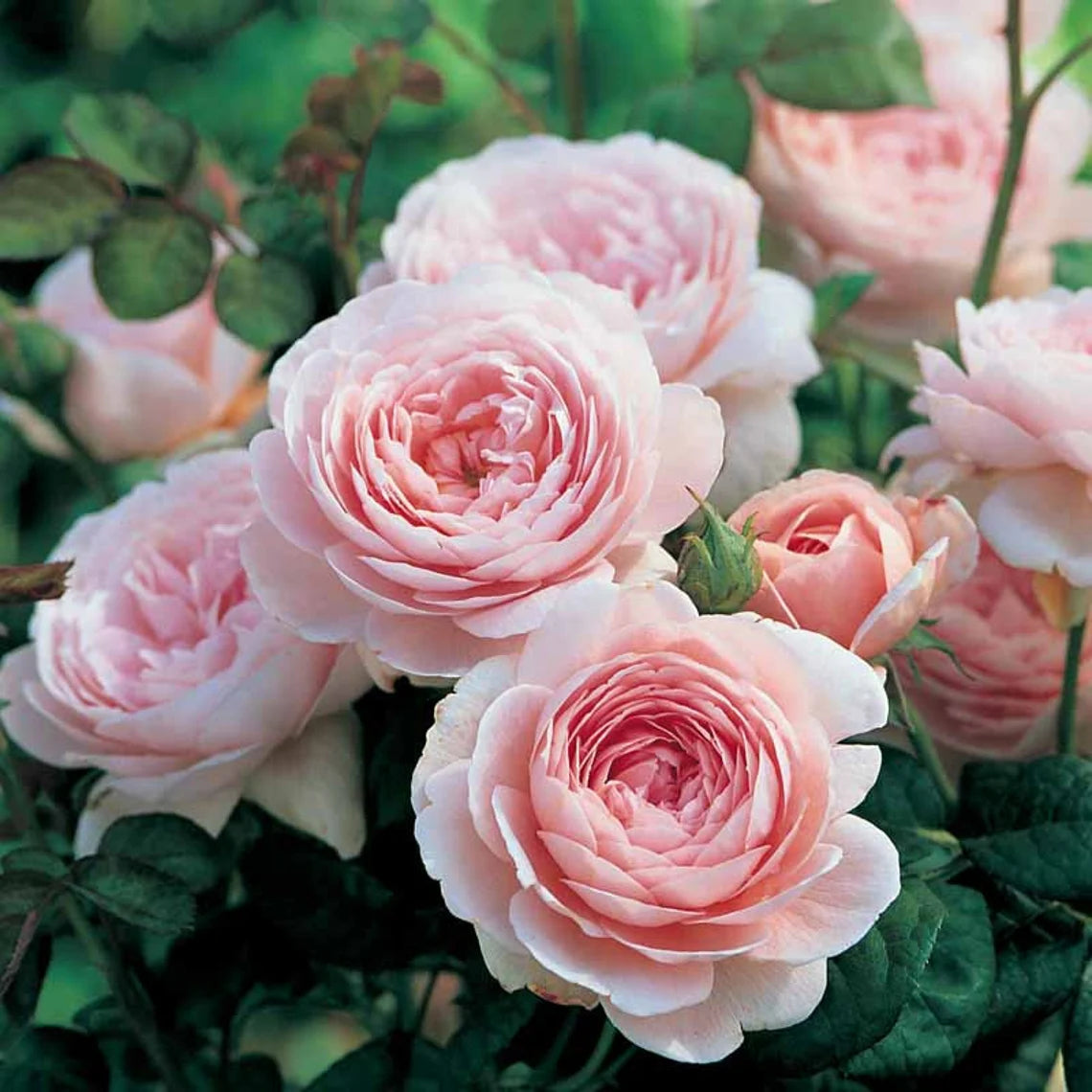 Queen of Sweden English Rose Seeds, 30 seeds