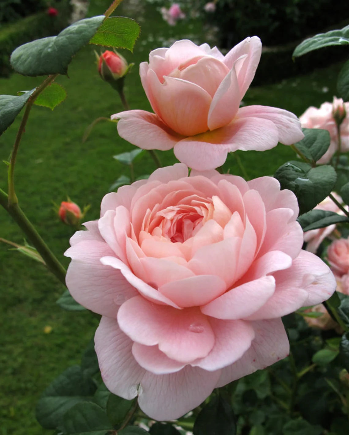 Queen of Sweden English Rose Seeds, 30 seeds