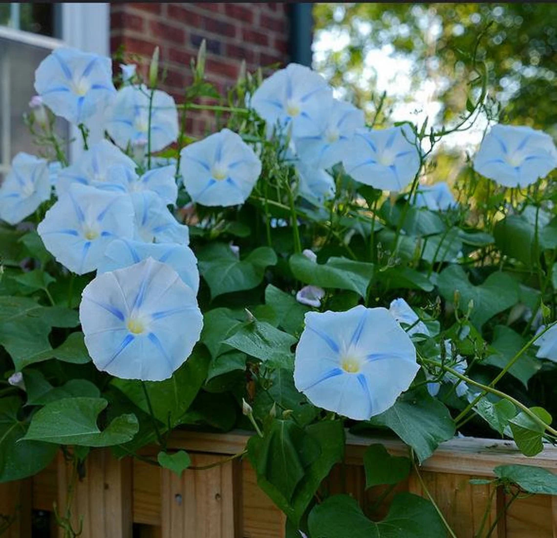 white morning glory seeds 30+ Rare Seeds| Ismay Morning Glory Seeds