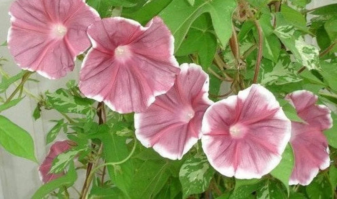 30+ Rare Seeds - Chocolate Morning Glory Seeds