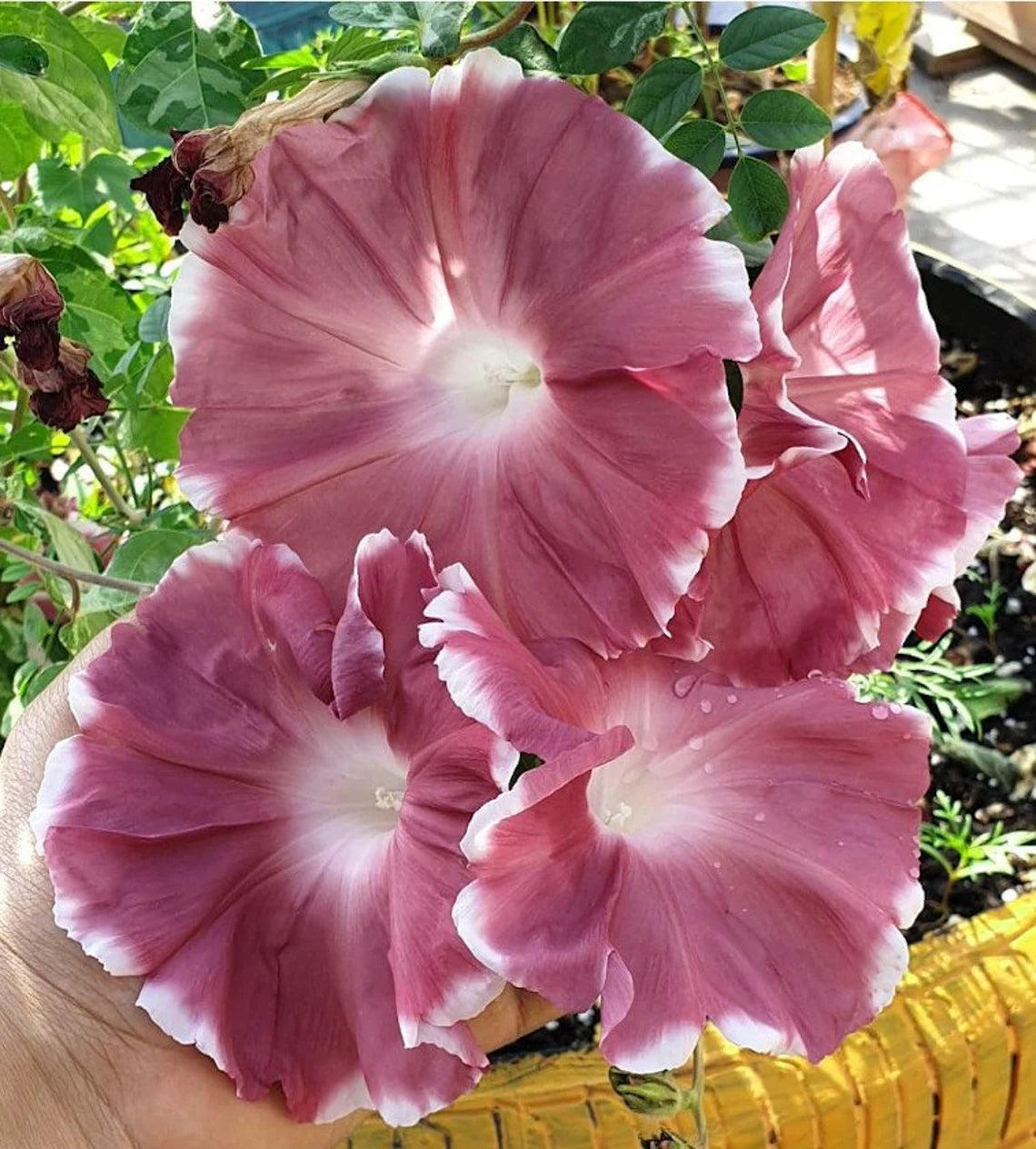 30+ Rare Seeds - Chocolate Morning Glory Seeds