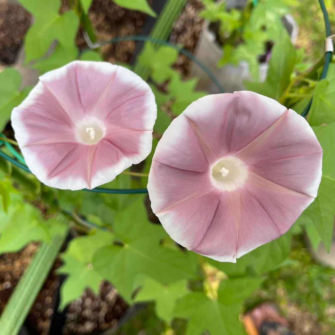 30+ Rare Seeds - Chocolate Morning Glory Seeds