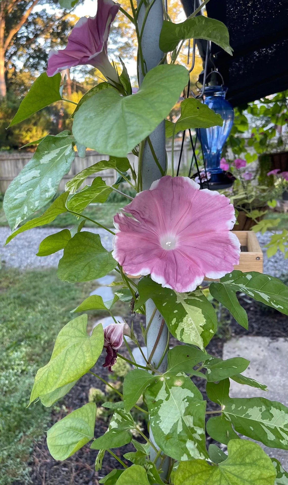 30+ Rare Seeds - Chocolate Morning Glory Seeds