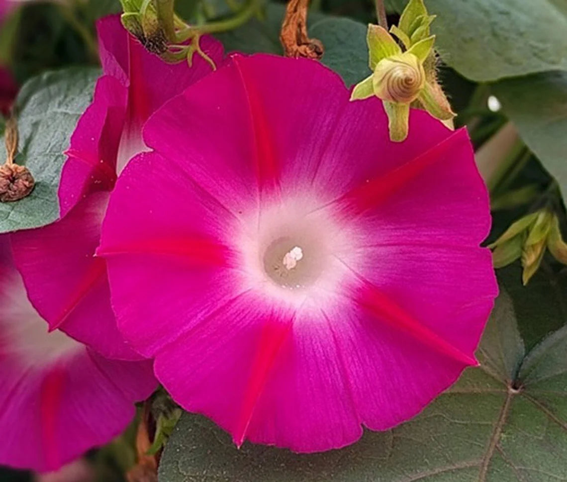 Pink Crimson Rambler Morning Glory Seeds - Climbing Vine, 30+ seeds