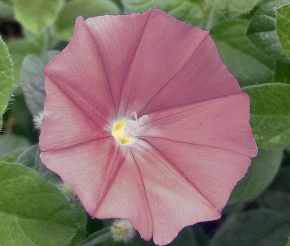 30+ Rare Seeds - Chocolate Morning Glory Seeds