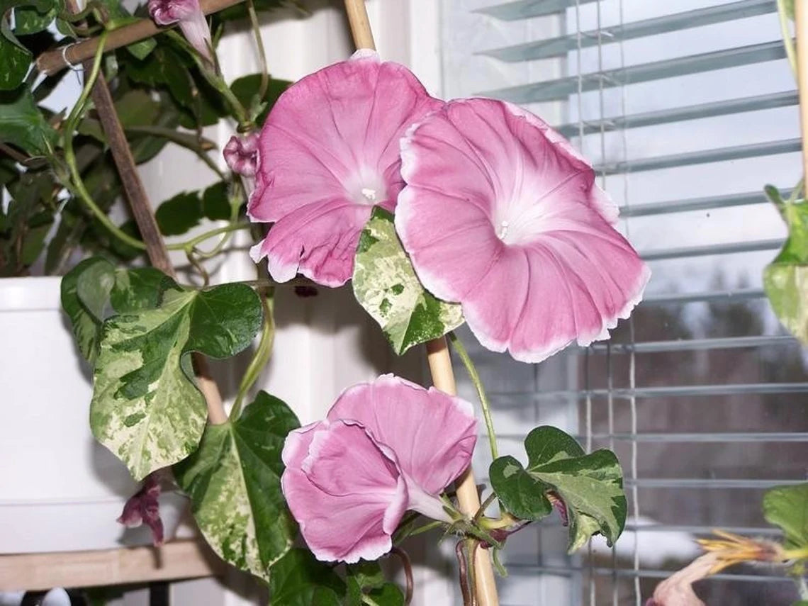 30+ Rare Seeds - Chocolate Morning Glory Seeds