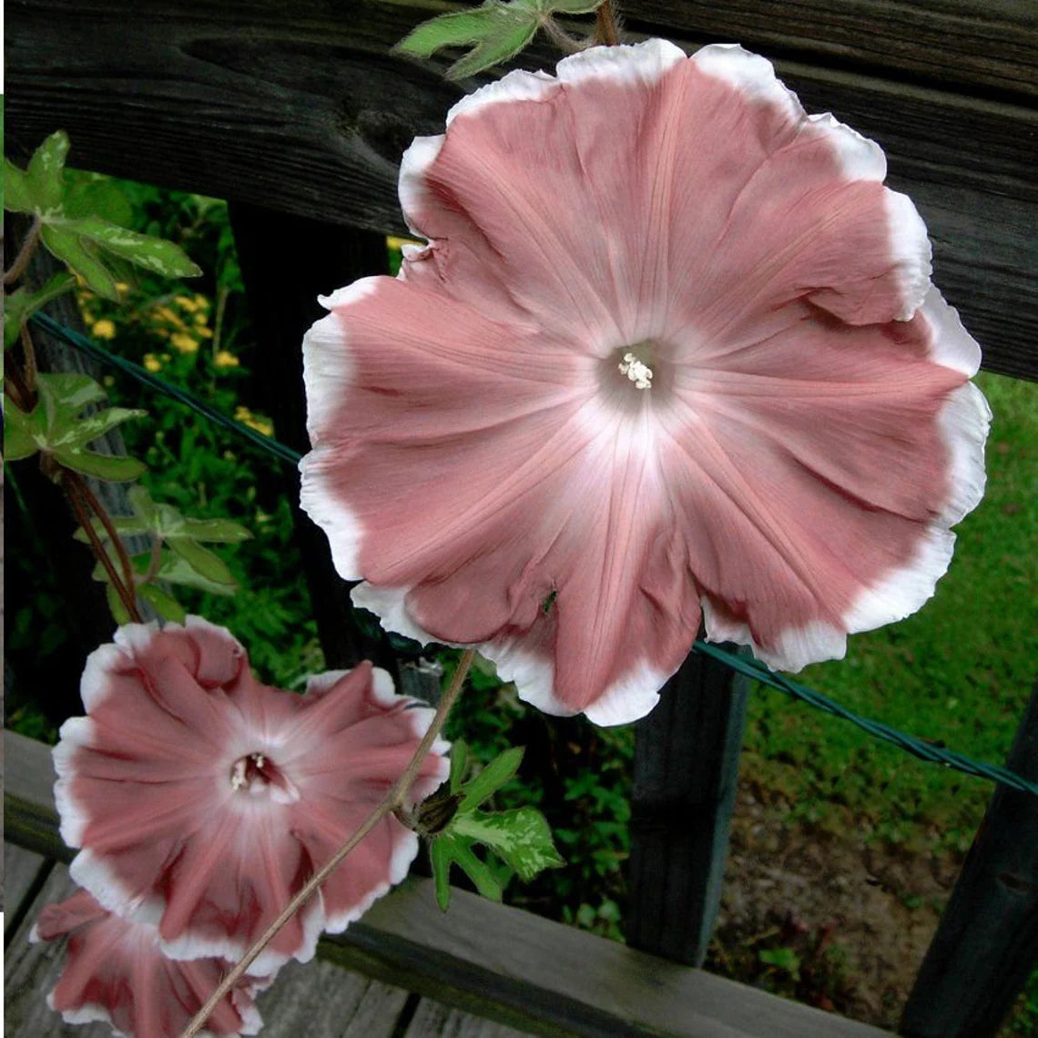30+ Rare Seeds - Chocolate Morning Glory Seeds