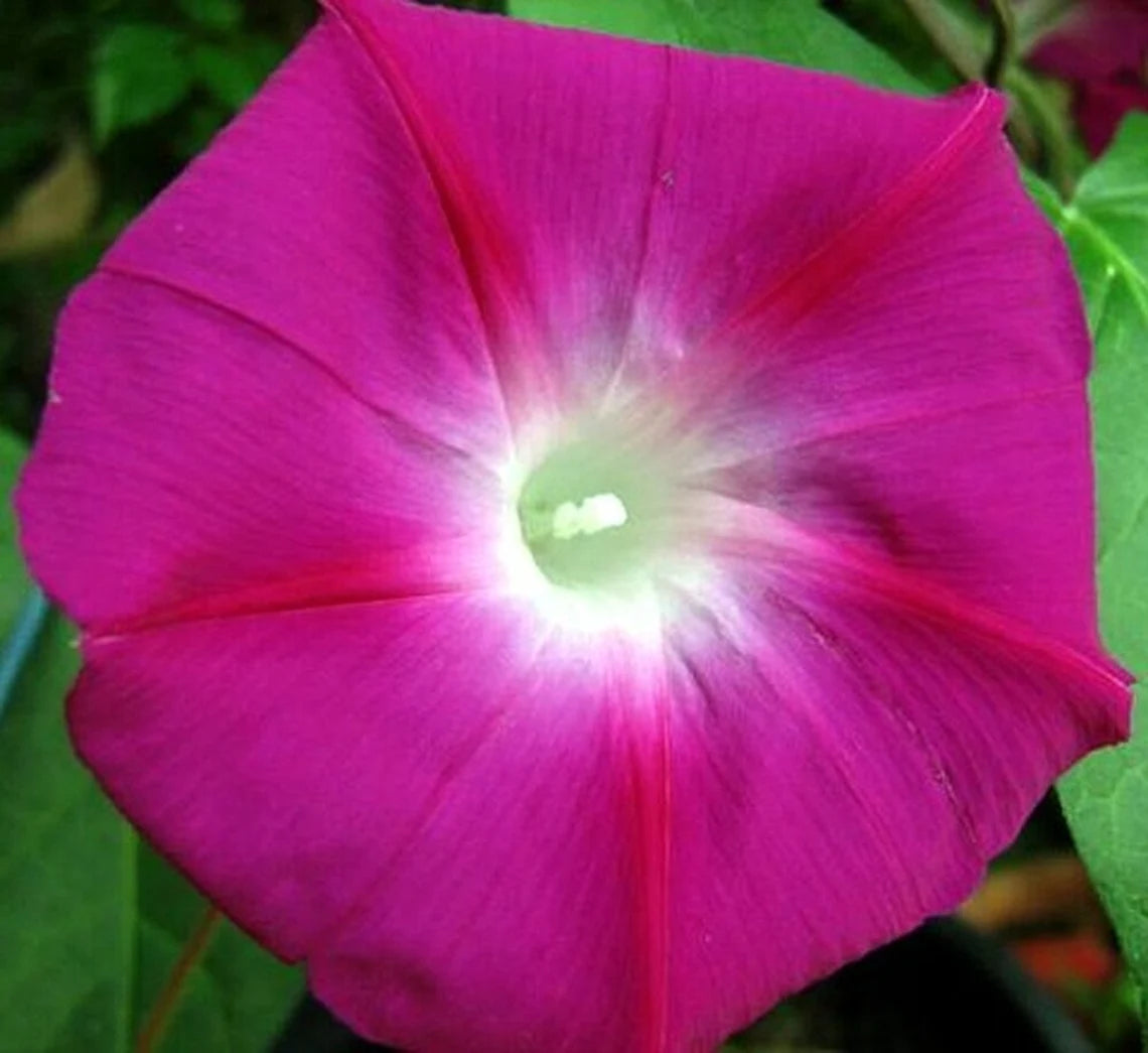 Pink Crimson Rambler Morning Glory Seeds - Climbing Vine, 30+ seeds